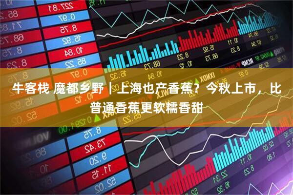 牛客栈 魔都乡野｜上海也产香蕉？今秋上市，比普通香蕉更软糯香甜