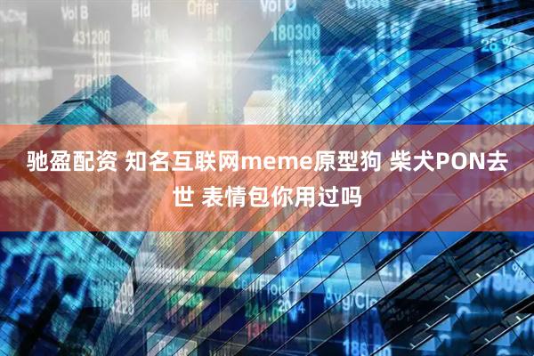 驰盈配资 知名互联网meme原型狗 柴犬PON去世 表情包你用过吗